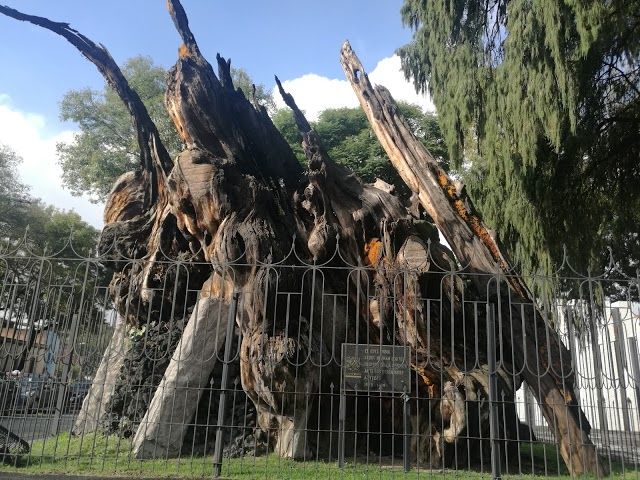Plaza del Arbol de la Noche Victoriosa